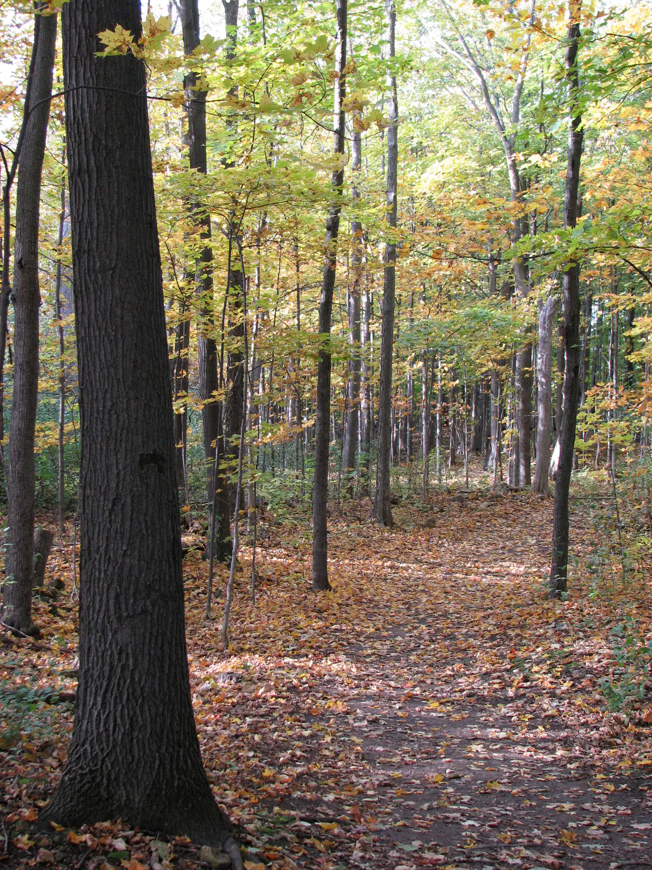 A leaf-covered hiking trail through autumn forest at Parc-nature du Cap-Saint-Jacques, with yellow and orange maple foliage overhead
