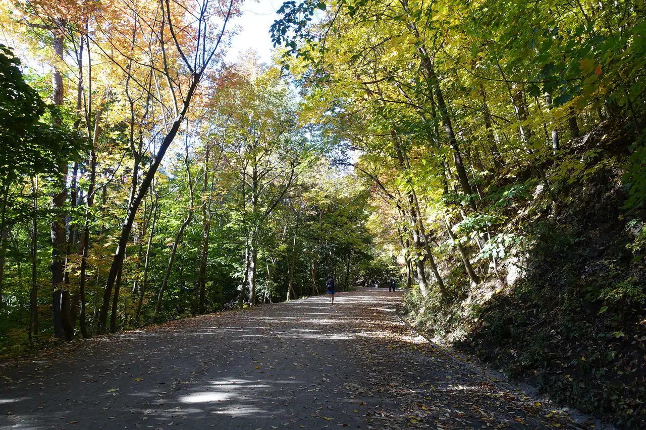 The gravel Olmsted Path on Mount Royal climbing through a tunnel of gold and orange autumn trees, with a few walkers in the distance