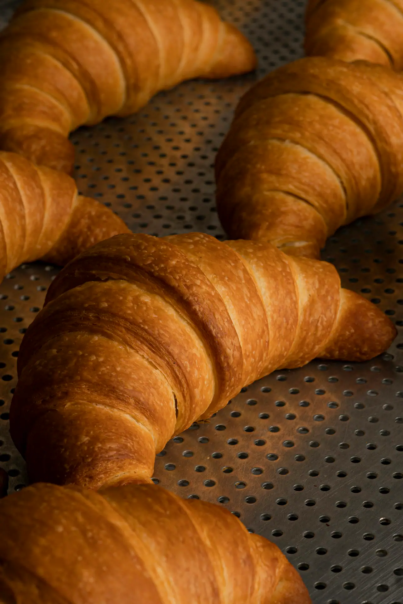 Golden butter croissants lined up on a perforated metal baking tray in warm light
