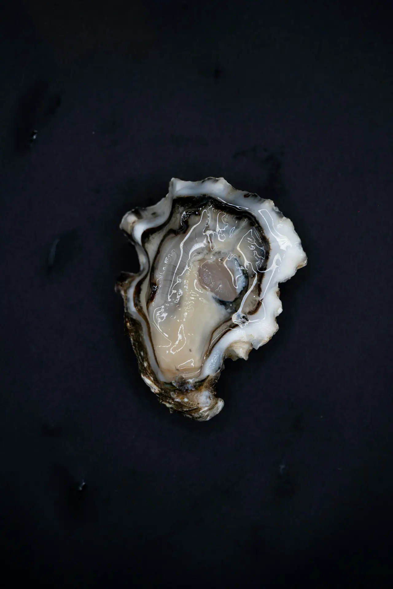 A single open oyster on the half shell, glistening against a dark black surface