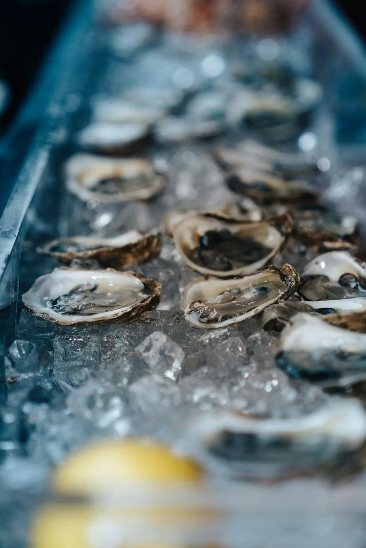 Shucked oysters on a bed of crushed ice in a glass tray, with soft focus and cool blue light