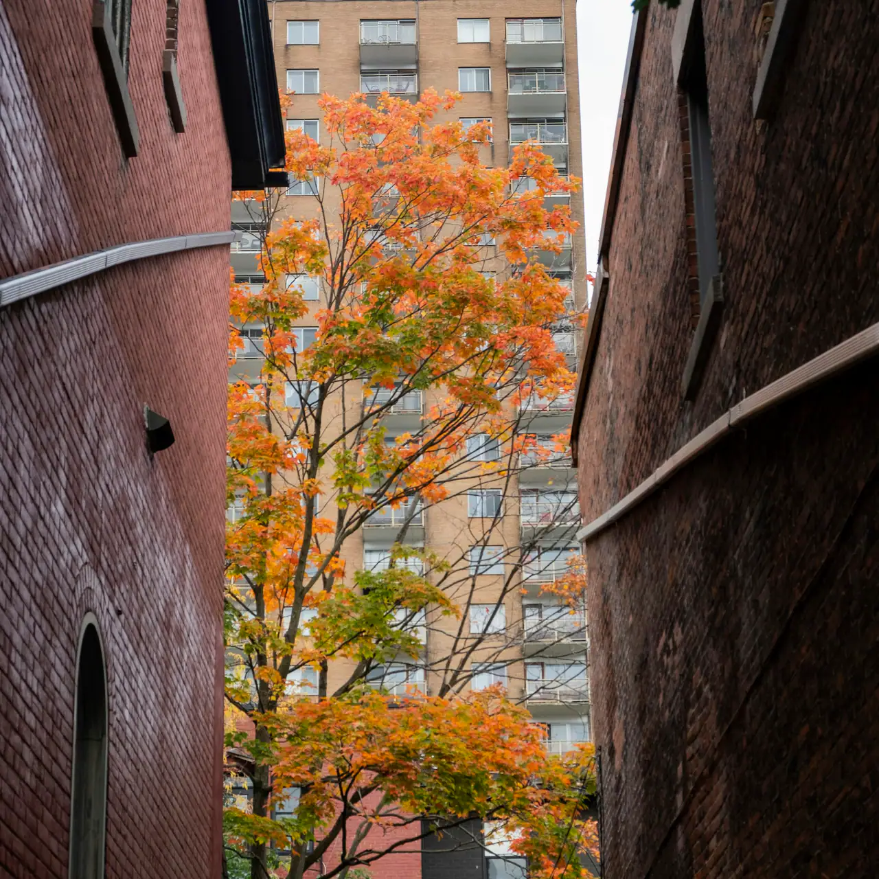 A maple turning orange and gold between two dark red brick walls, with a tall apartment tower rising behind it, on an overcast autumn day in a city