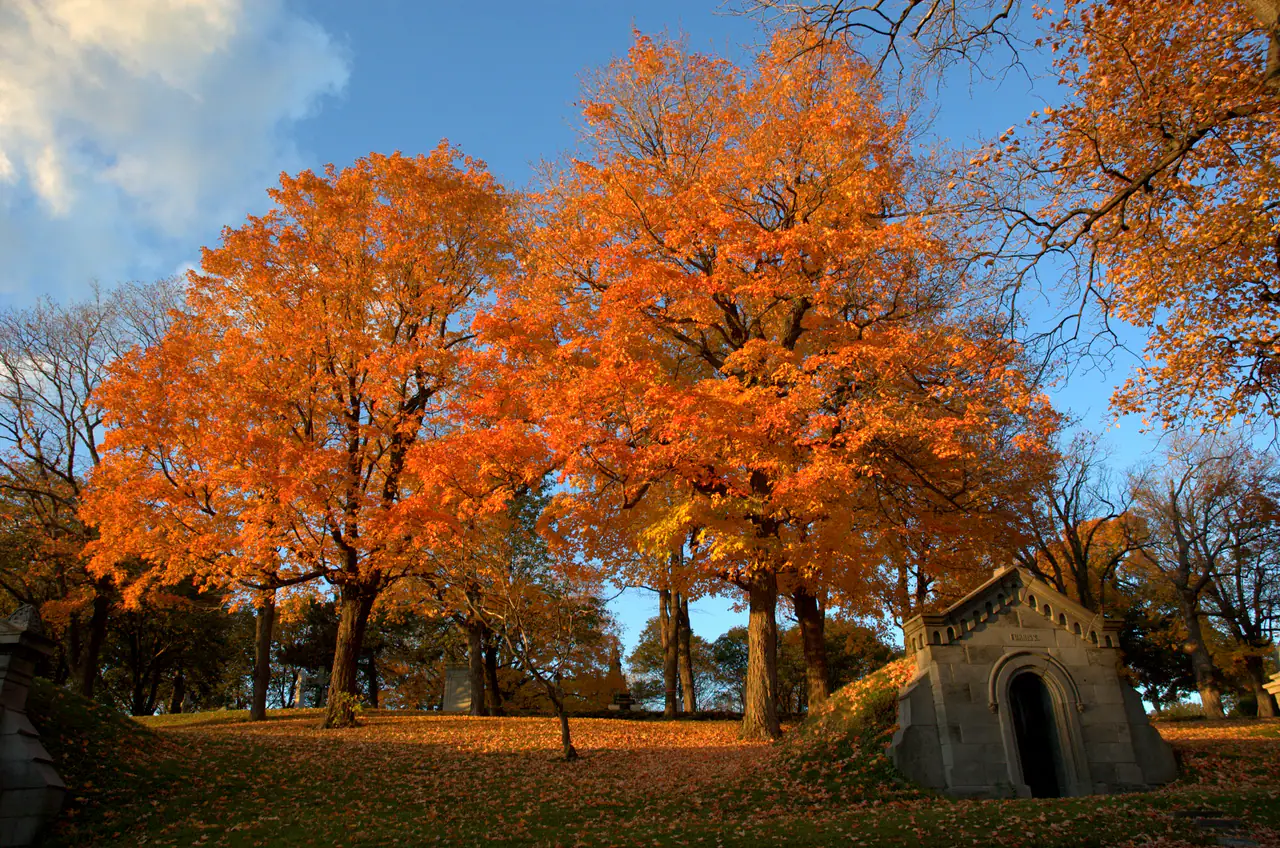 Sugar maples in full orange and gold autumn colour over a grassy slope at Notre-Dame-des-Neiges Cemetery, with a small stone mausoleum at the right