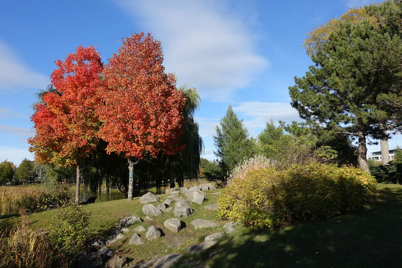 Two red-orange maple trees in autumn colour beside a pond at Parc Jarry, Montréal, with boulders in the grass and a blue sky