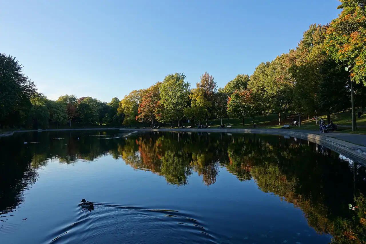 The pond at Parc La Fontaine, early fall colours reflected in still water and a duck swimming